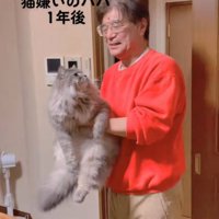 じっと見つめる猫