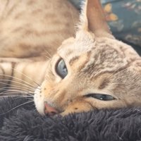 顔をしかめた猫