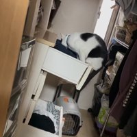上に登る猫