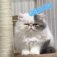 ケージ内のステップに前足をそろえて座る猫