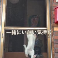 網戸を登る猫