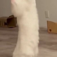 男性の指に飛びつく猫