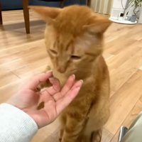 その後もうまくおやつをゲットするまるとらさん