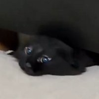 ベッドの隙間から顔を出した黒猫