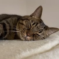 眠る姿