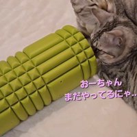 毛づくろいをしている2匹の猫