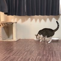 ごはんを食べる猫