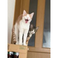 室内にいる猫