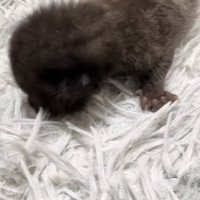 毛足の長いカーペットの上にいる子猫