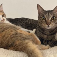 室内にいる猫たち