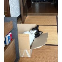 室内にいる猫