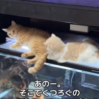 水槽の上でくつろぐマンチカンとスコティッシュフォールド