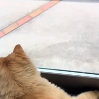 大暴れする猫