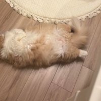 寝転がる猫