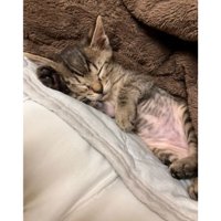 寝ている猫