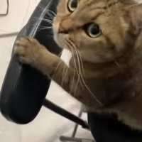 イスに前足をかけて