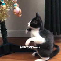 ツリーのオーナメントを見つめる子猫