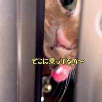 ドアから顔を出す猫