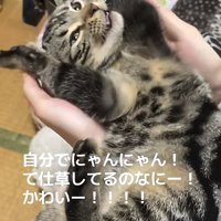 両前足を顔の横に上げながら飼い主を見つめる猫（口半開き）