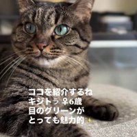 寝そべっている猫