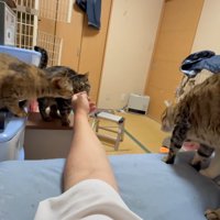 指に集まる猫