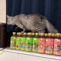 前を向く猫