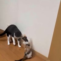 虫を見つけた2匹の猫