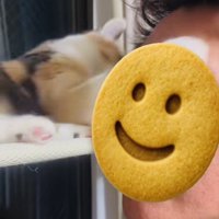 弟の顔にパンチする三毛猫