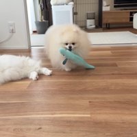 オモチャを運ぶポテチくん