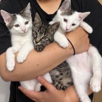 抱っこされる3匹の子猫