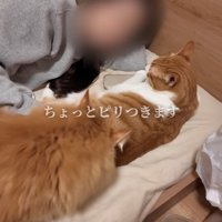布団の上で人間に甘える猫