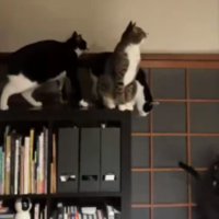 室内にいる猫たち