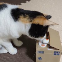 ダンボール型の貯金箱から出てきたおもちゃの手に顔を近づける猫