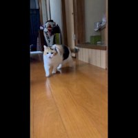 少し口を開けて駆け寄ってくる姿