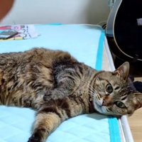 寝転がっている猫