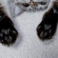 床に仰向けで伸びる猫（手アップ）