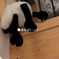 柵に引っかかる羊のぬいぐるみ