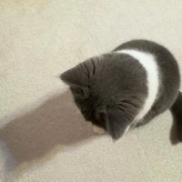 座って床を見ている猫