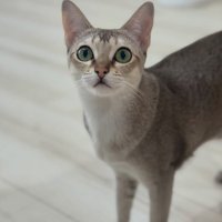 お尻が切れた猫の写真