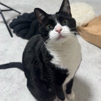 お座りする猫