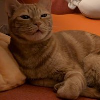 目を細めて嬉しそうに返事をする猫