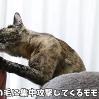 髪の毛をはむはむ