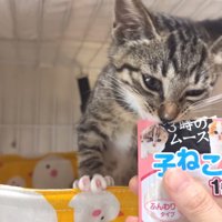 身を乗り出すひまわりちゃん