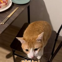 椅子の上で鳴いている猫