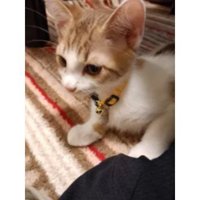 室内にいる猫