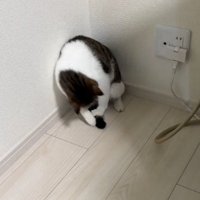 しっぽを掴む猫