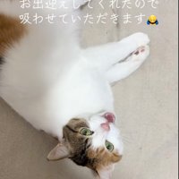鳴く猫