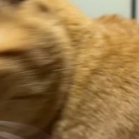 飼い主の方をふり返る猫