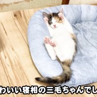 猫ベッドでバンザイする三毛さん2
