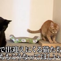 階段までくる大人猫